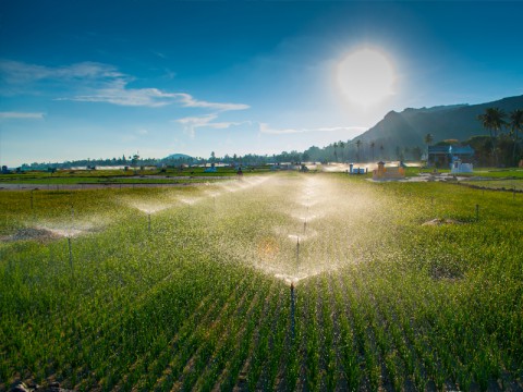 Nghề trồng hành tỏi Lý Sơn