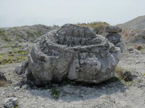 Nghĩa địa san hô cối xay hóa thạch